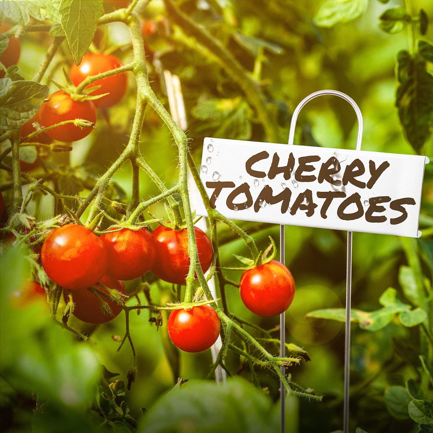 91VgrNXzmiL._AC_SL1500_