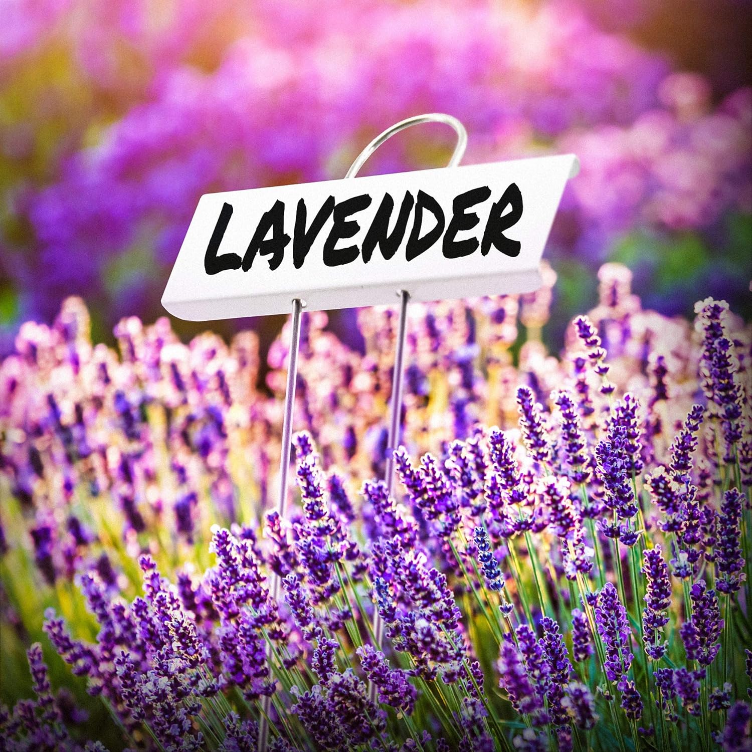 91nL4fjT1XL._AC_SL1500_